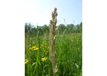 Gewöhnliches Honiggras (Holcus lanatus) - © Philipp Sengl